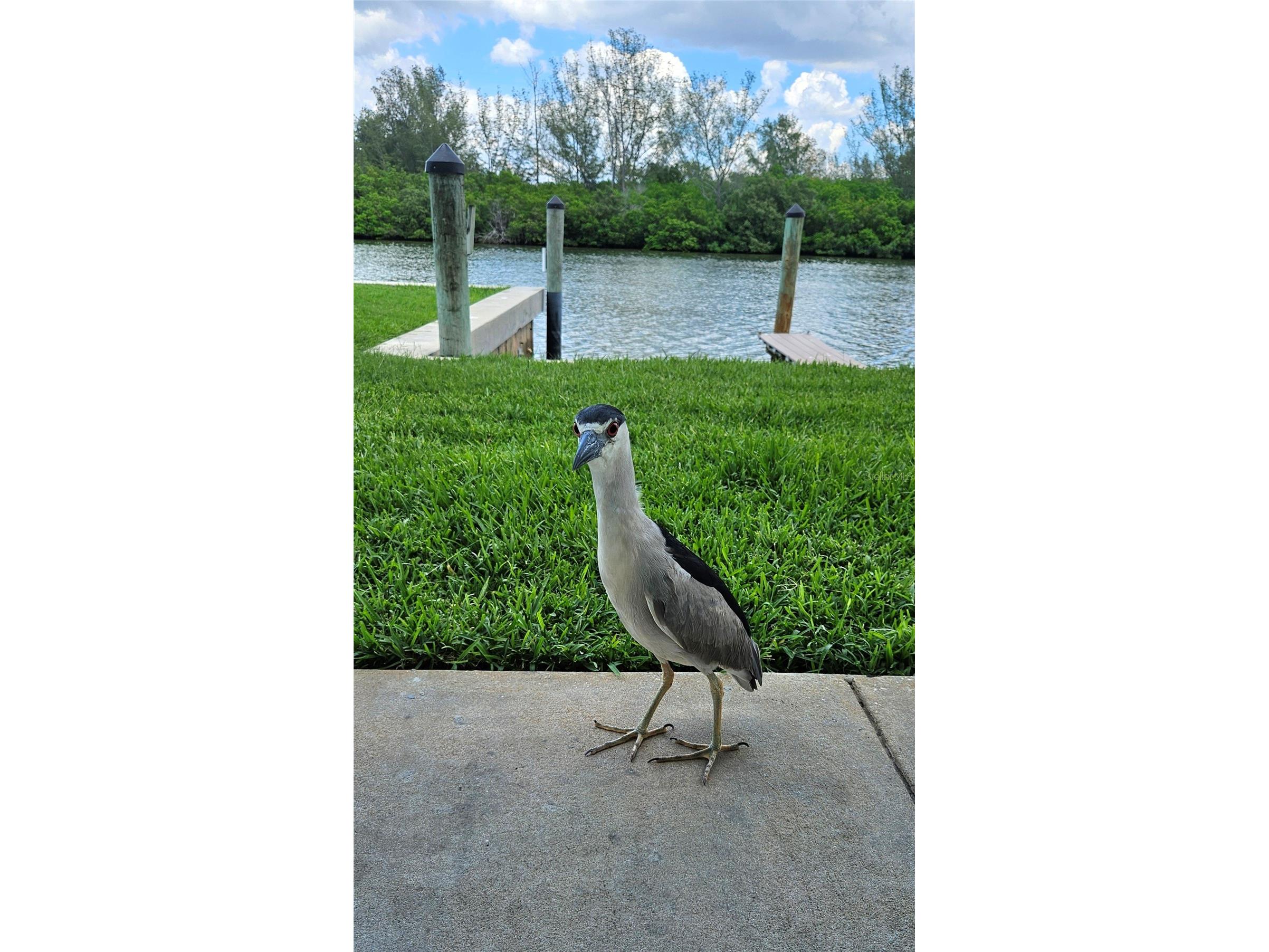 18399 Gulf Blvd #372 Indian Shores FL 33785 U8252579 image18