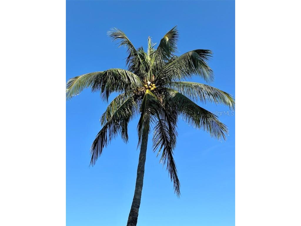 184 Banyan Bay Drive Saint Petersburg FL 33705 - LITTLE BAYOU ON TAMPA BAY TB8384825 image49