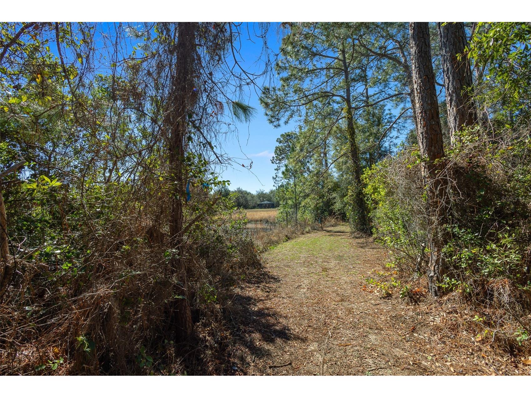 18434 SE 24th Street Silver Springs FL 34488 - LAKE BRYANT OM719687 image3