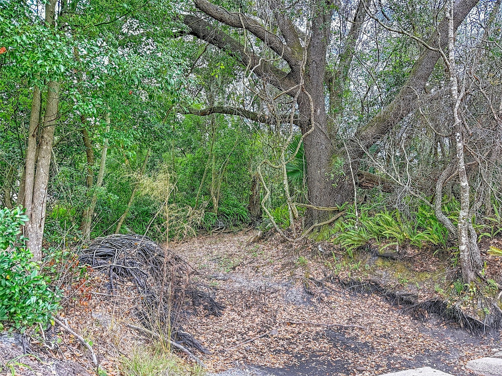 18469 Purple Creek Lane Lutz FL 33549 TB8480398 image14