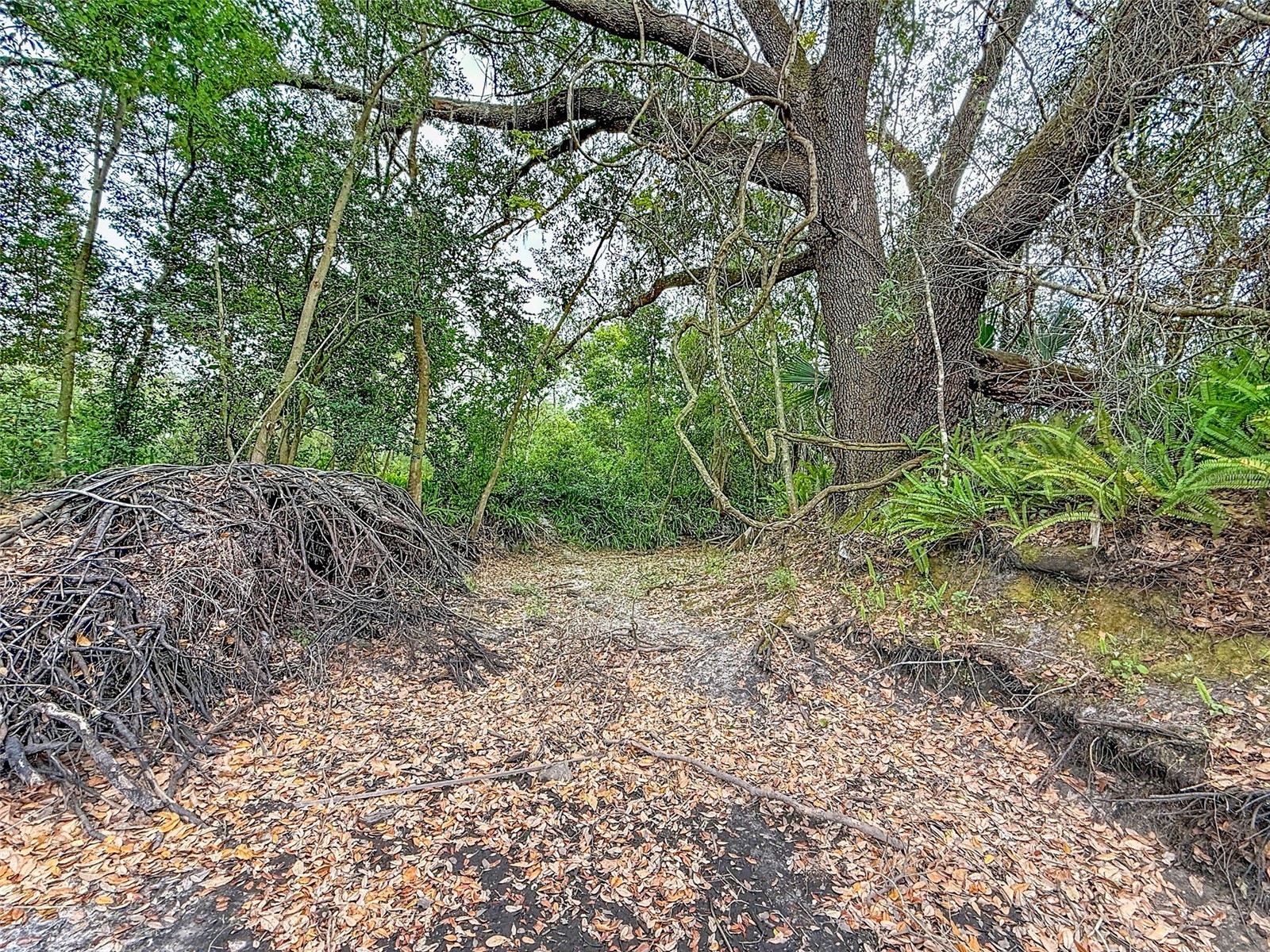 18469 Purple Creek Lane Lutz FL 33549 TB8480398 image15