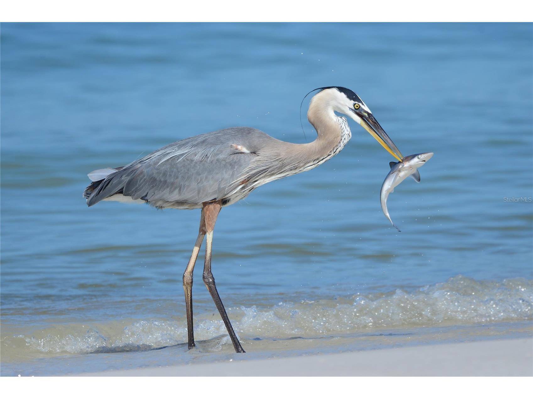 1848 Lancashire Drive Venice FL 34293 N6142311 image52