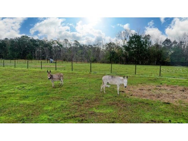 1850 Sloans Ridge Road Groveland FL 34736 O6225260 image3