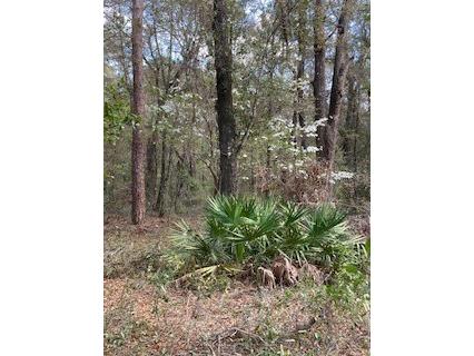 18507 SW 67th Avenue Archer FL 32618 TB8362519 image1