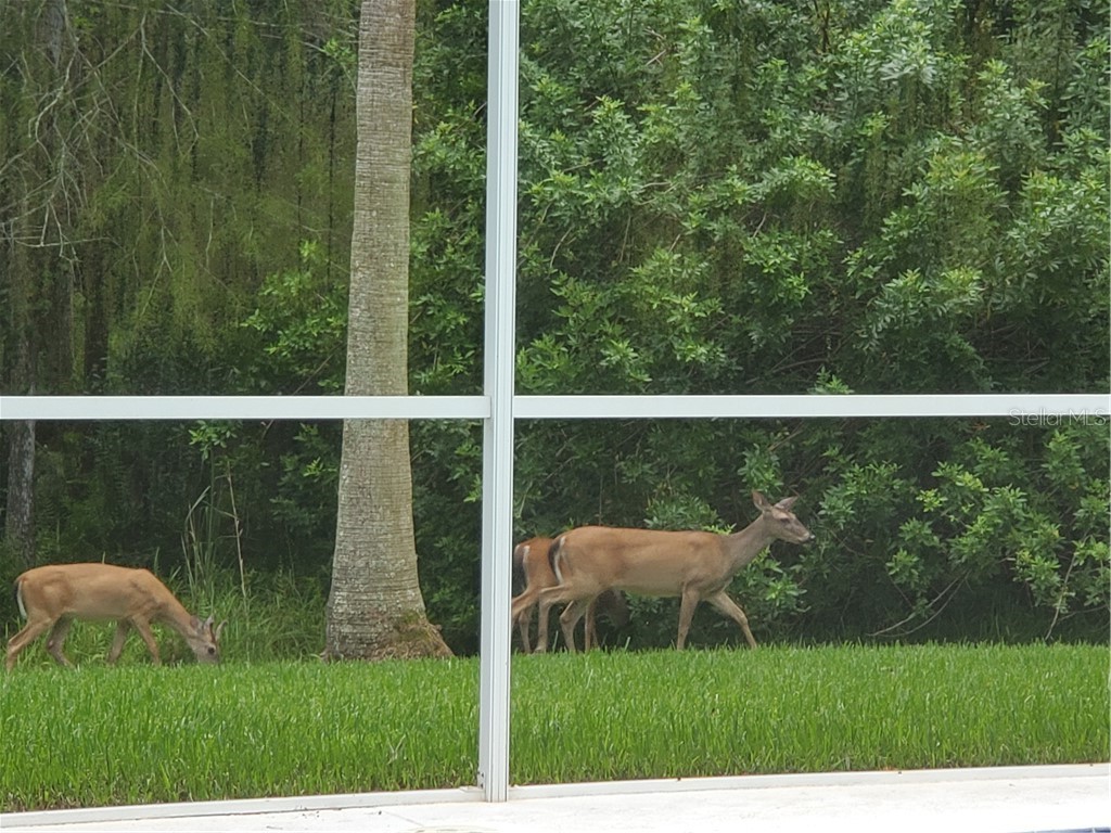 18525 Bittern Avenue Lutz FL 33558 T3188707 image15