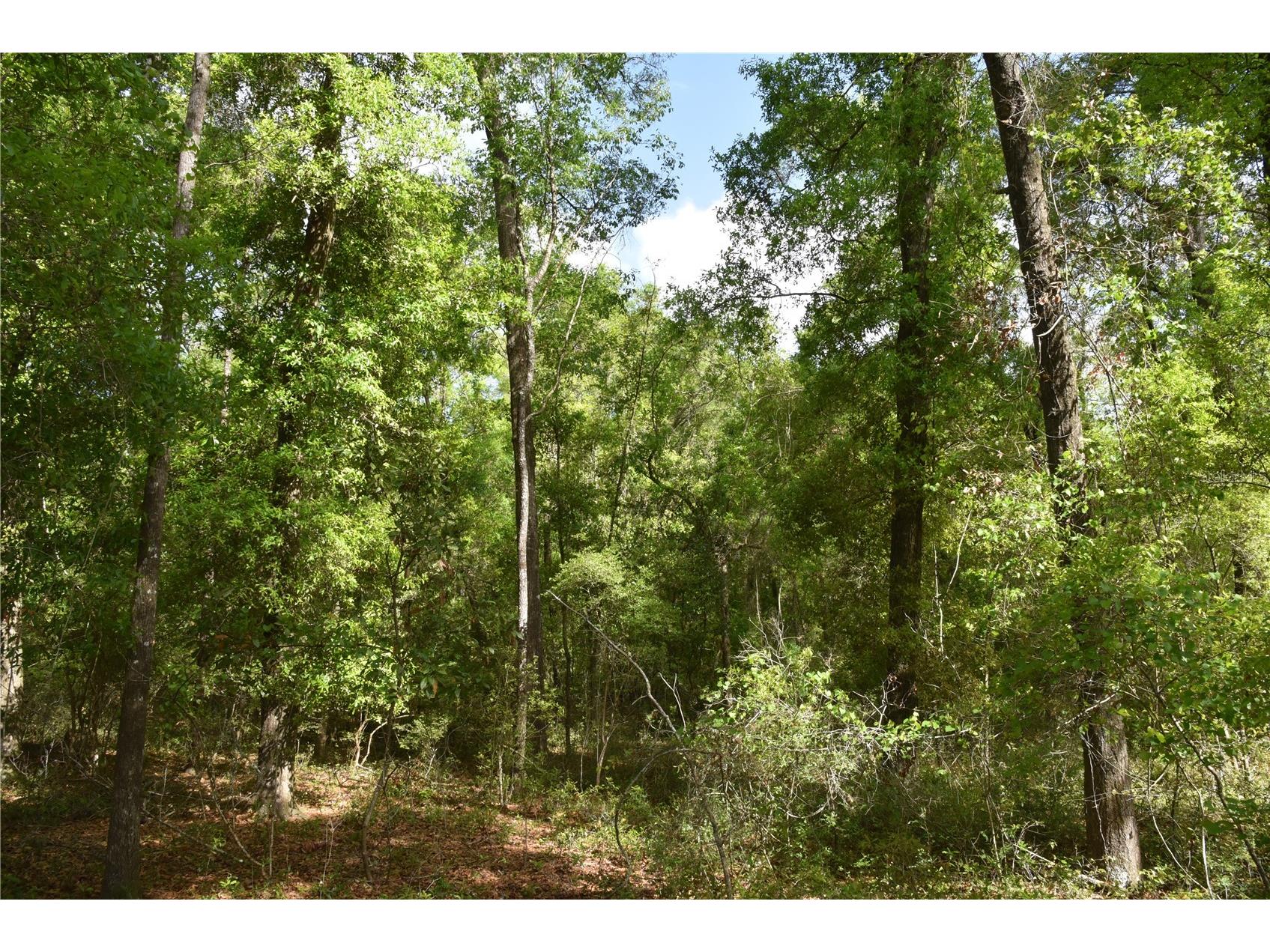 1859 NE 46th Circle High Springs FL 32643 OM723091 image31
