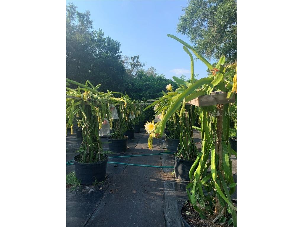 18620 Wayne Road Odessa FL 33556 - LAKE KEYSTONE O6313647 image19