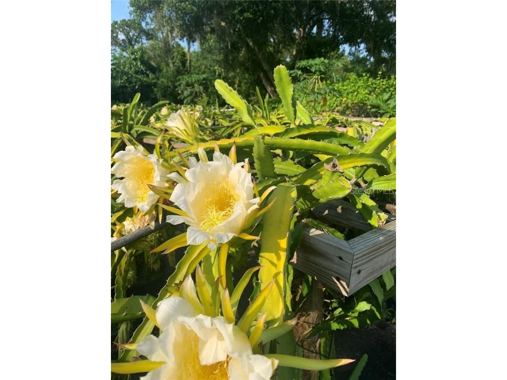 18620 Wayne Road Odessa FL 33556 - LAKE KEYSTONE O6313647 image20