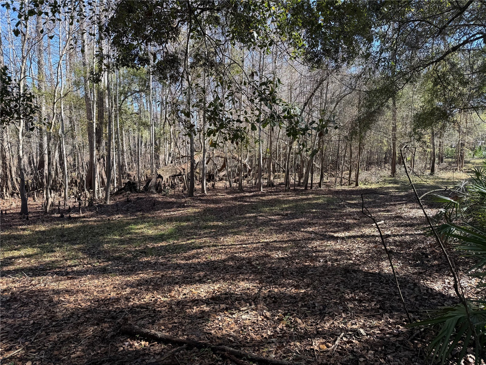 18630 Bradshaw Road Dade City FL 33523 G5107013 image34