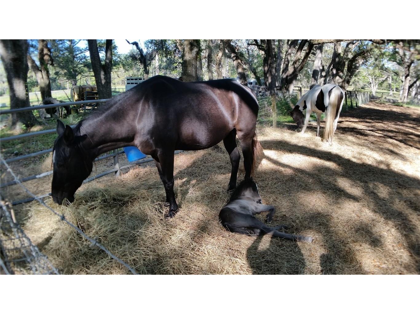 18635 Phillips Road Brooksville FL 34604 W7880063 image15