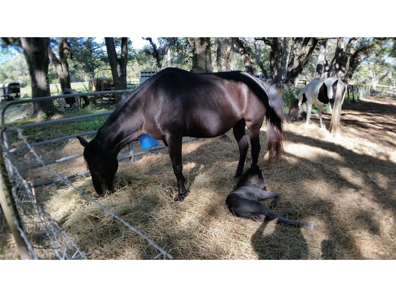 18635 Phillips Road Brooksville FL 34604 W7880063 image16