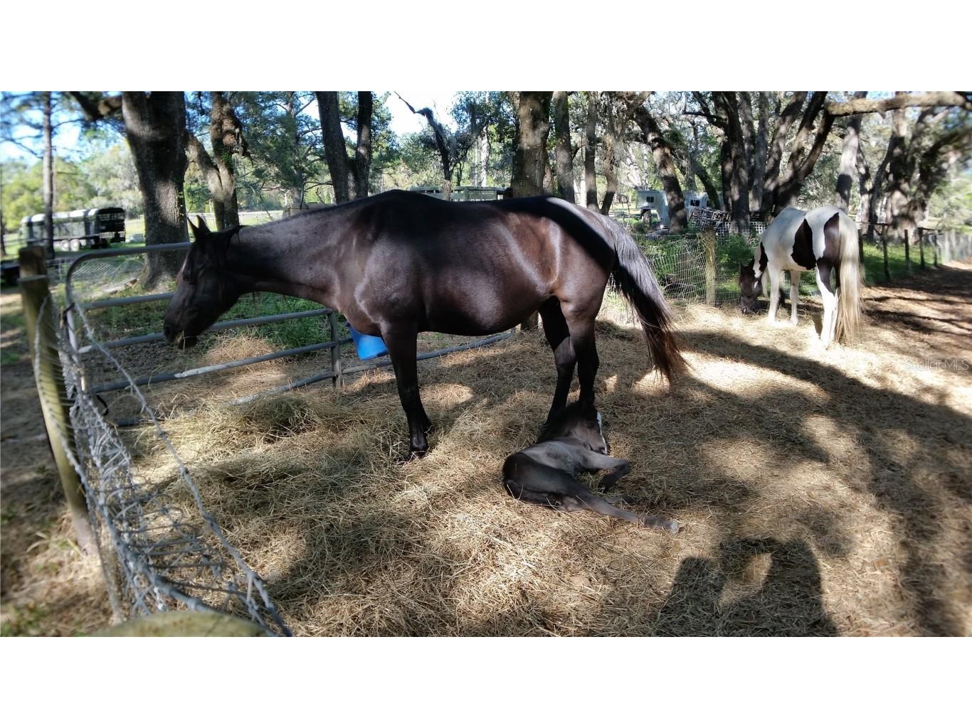 18635 Phillips Road Brooksville FL 34604 W7880063 image18