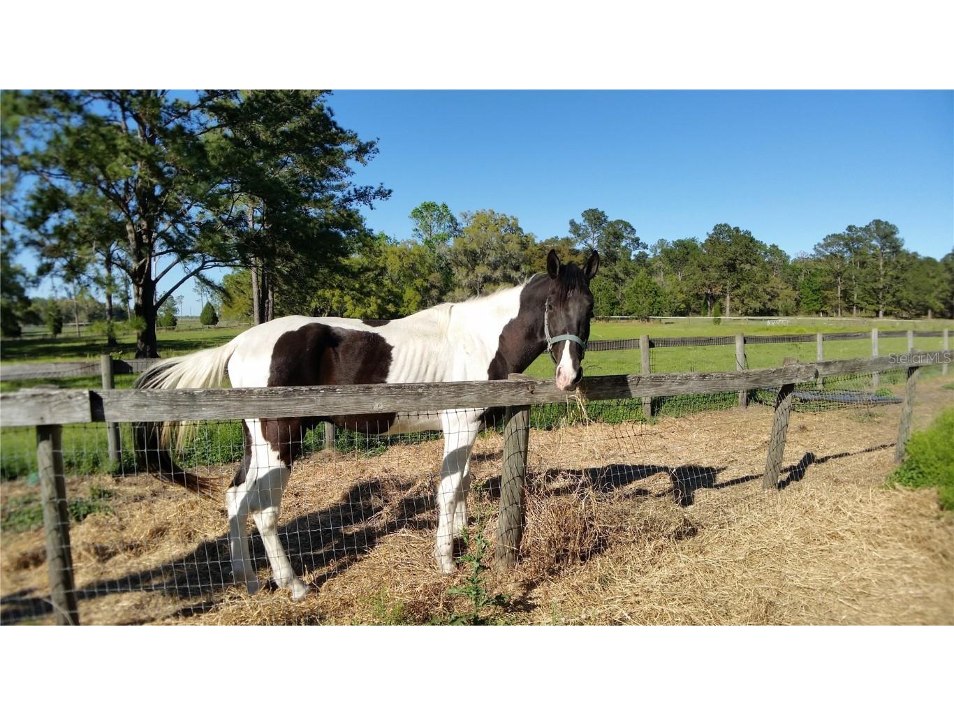 18635 Phillips Road Brooksville FL 34604 W7880063 image9