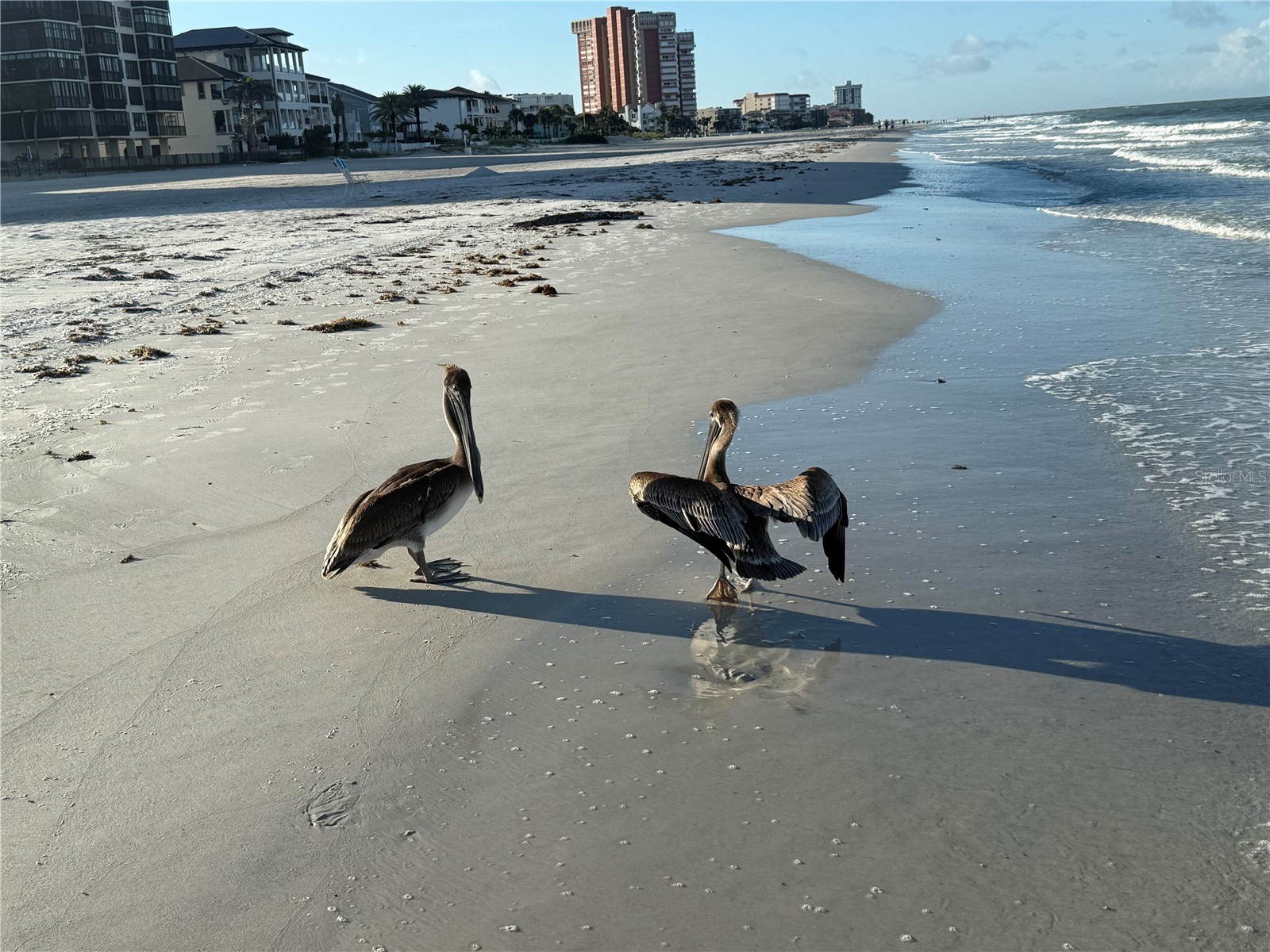 18650 Gulf Blvd #316 Indian Shores FL 33785 TB8474687 image27