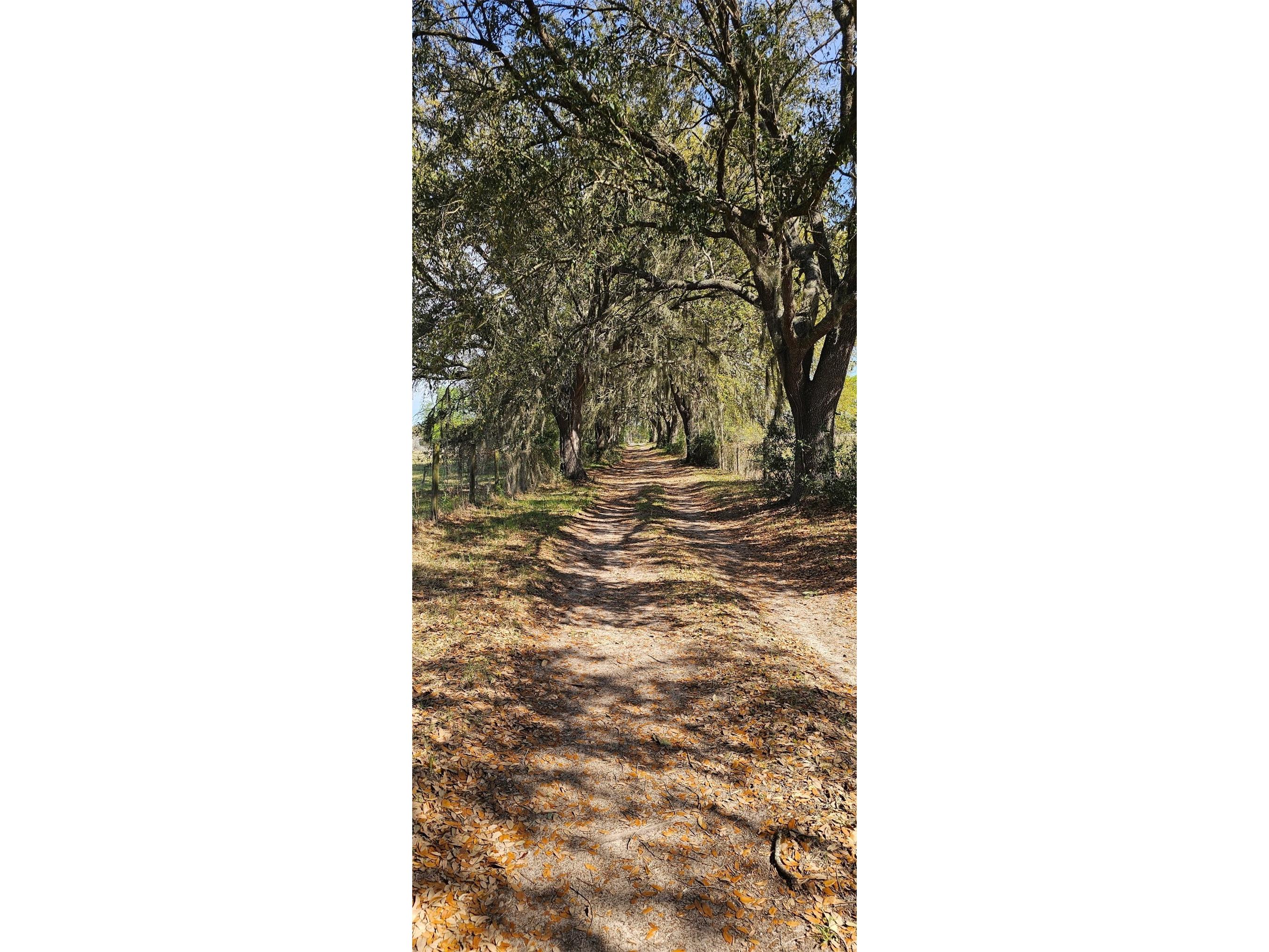 1869 SW 32nd Place Bell FL 32619 OM723972 image29