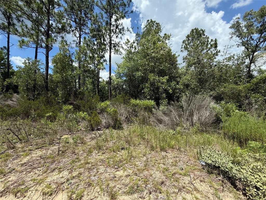 187 Paris Street Interlachen FL 32148 OK225367 image3