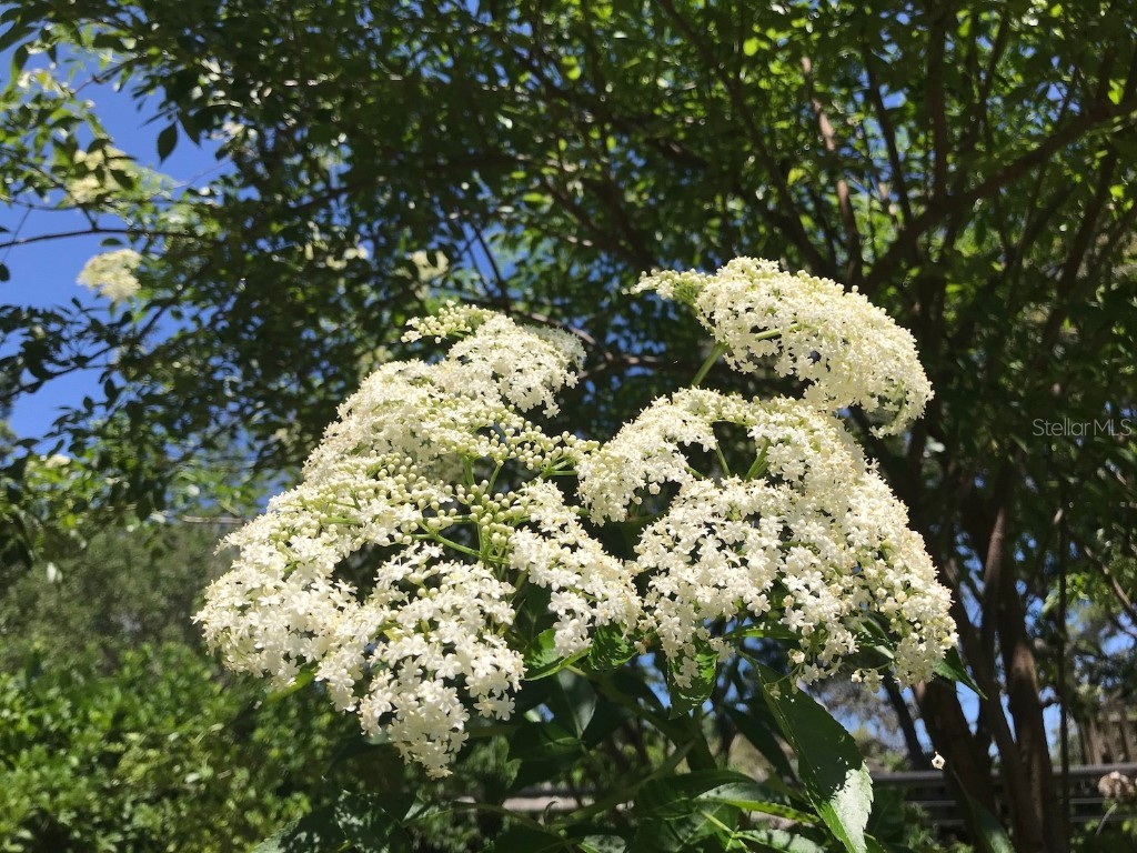 1880 Belleair Road Clearwater FL 33764 TB8421638 image39