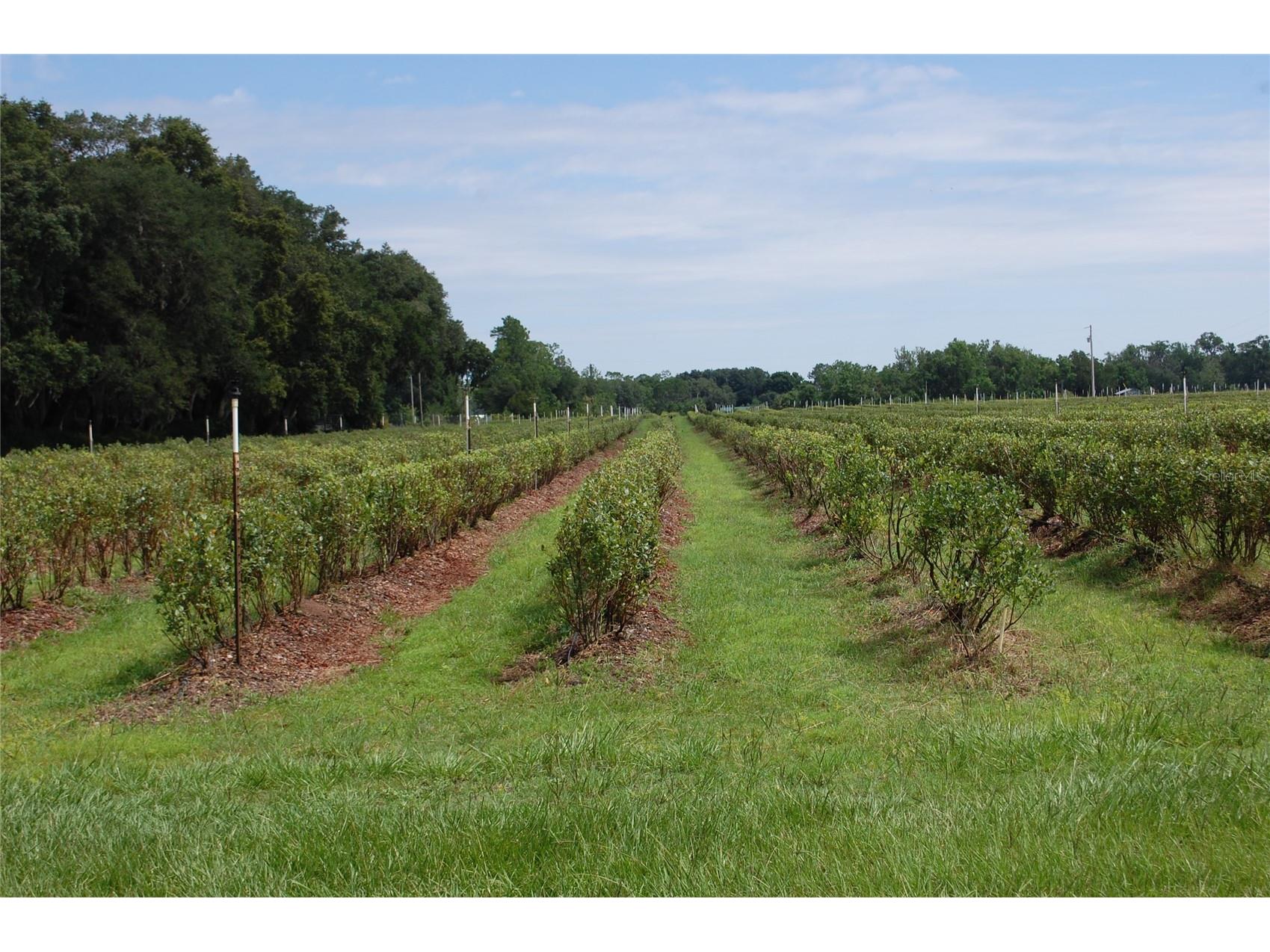 18811 SE 243rd Street Hawthorne FL 32640 GC538407 image1