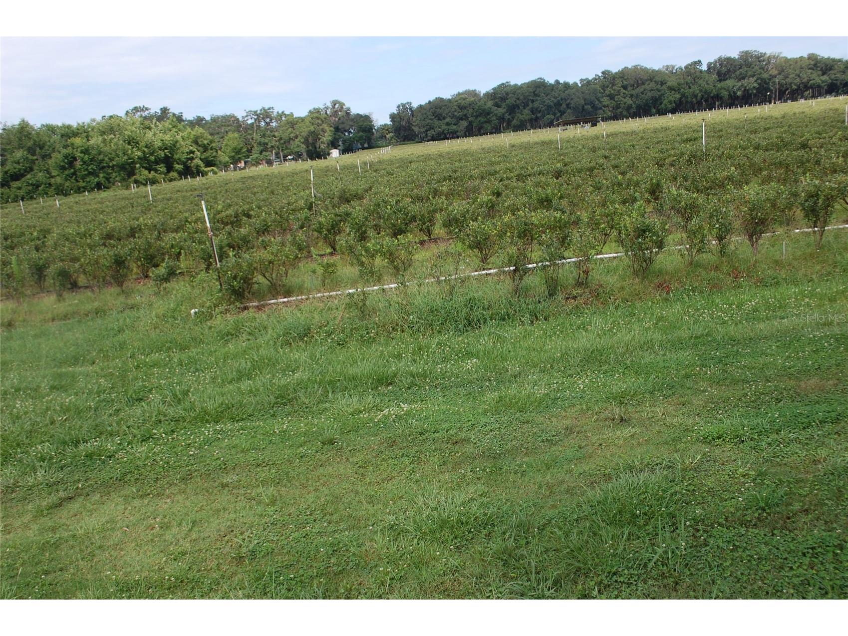 18811 SE 243rd Street Hawthorne FL 32640 GC538407 image14