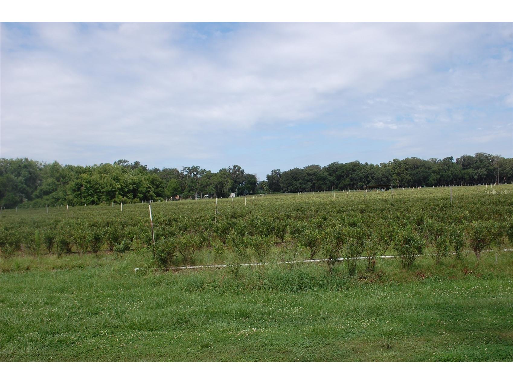 18811 SE 243rd Street Hawthorne FL 32640 GC538407 image15