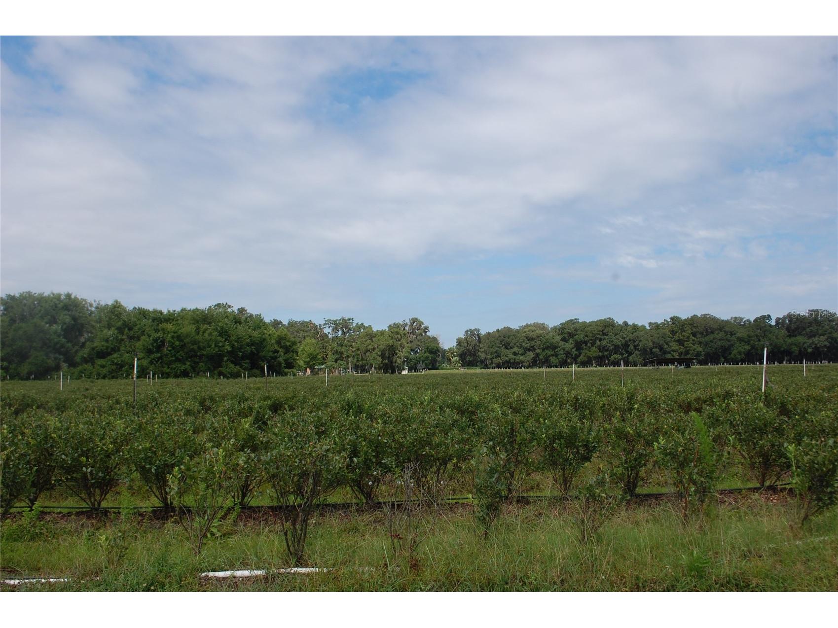 18811 SE 243rd Street Hawthorne FL 32640 GC538407 image16