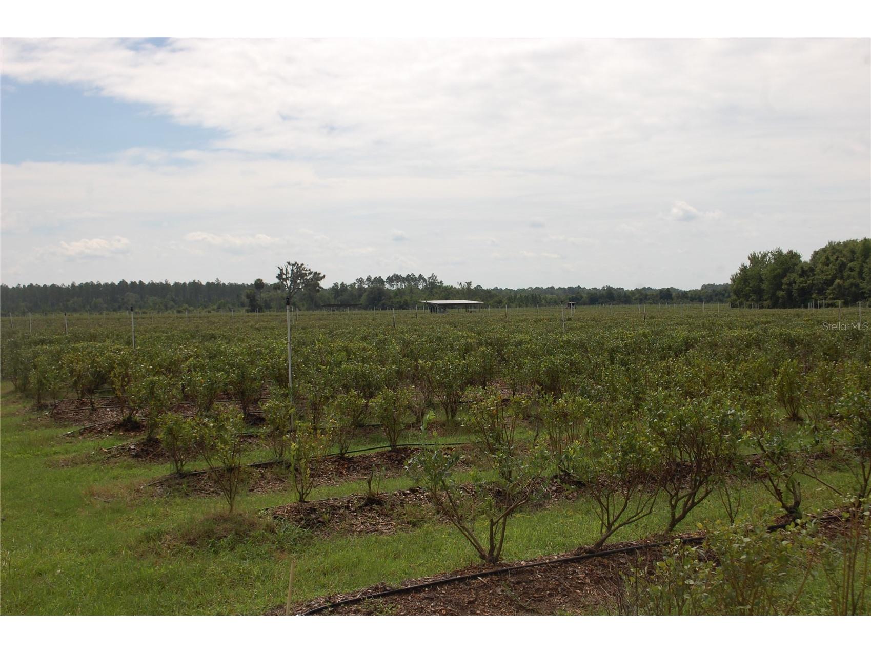 18811 SE 243rd Street Hawthorne FL 32640 GC538407 image20