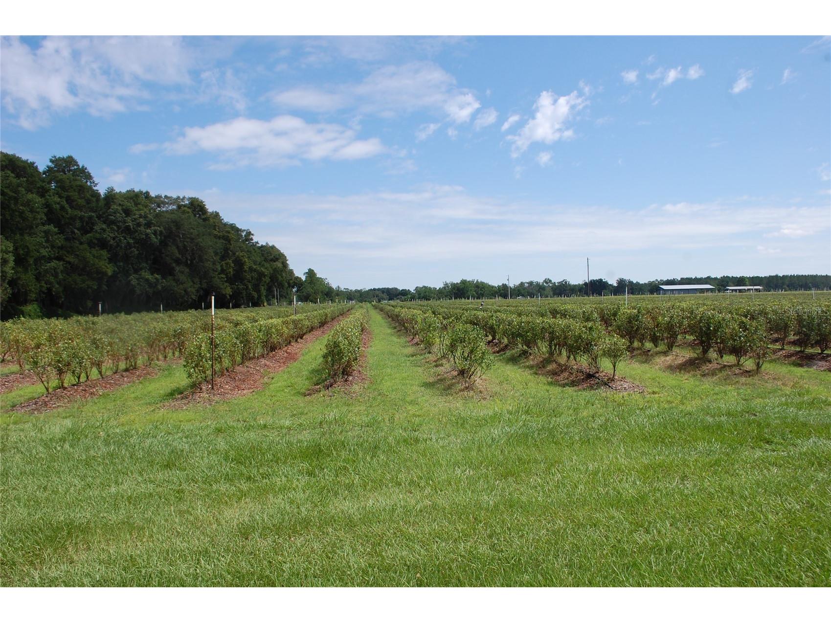 18811 SE 243rd Street Hawthorne FL 32640 GC538407 image4