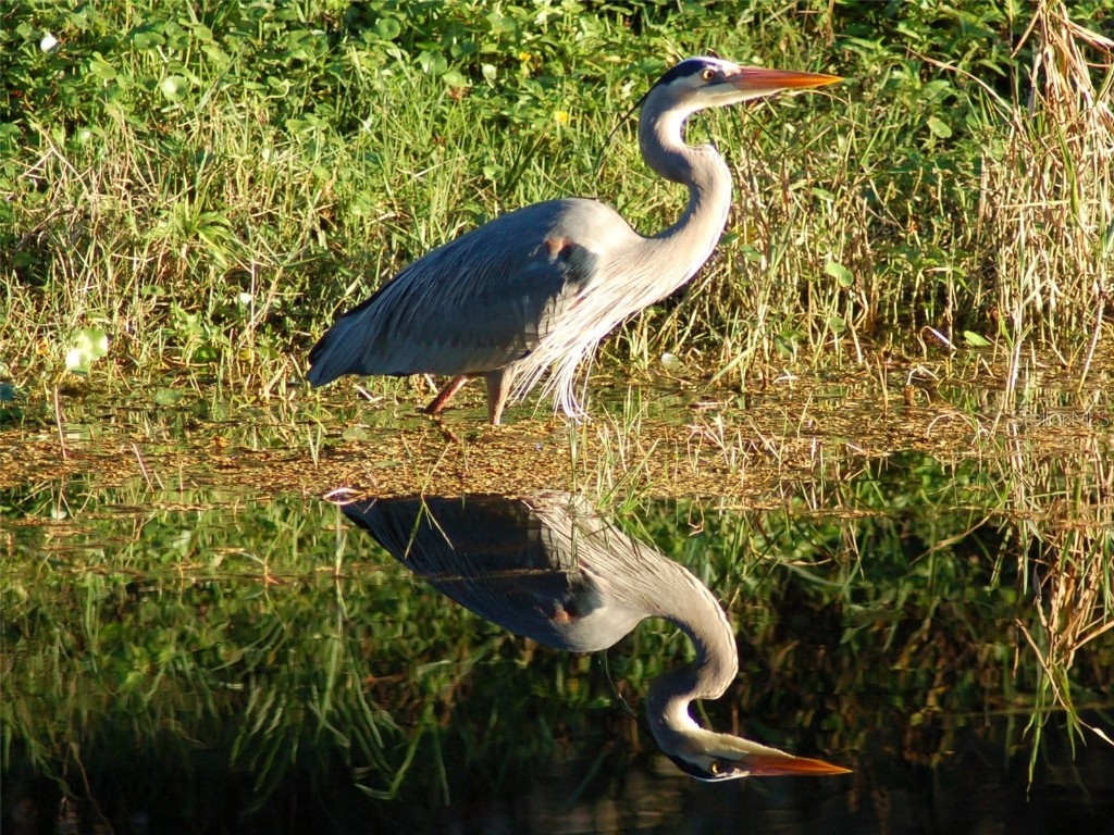 1885 S Westlake Drive Inverness FL 34450 G5099854 image49