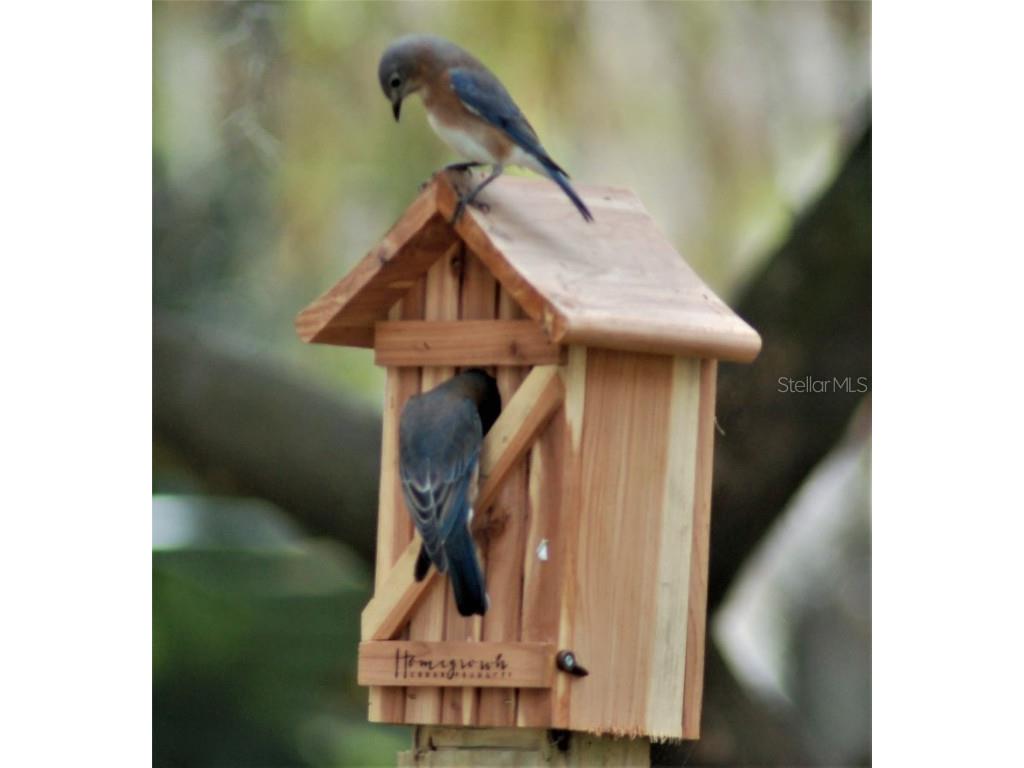 1885 S Westlake Drive Inverness FL 34450 G5099854 image56