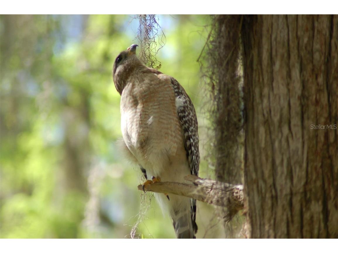 1885 S Westlake Drive Inverness FL 34450 G5099854 image58