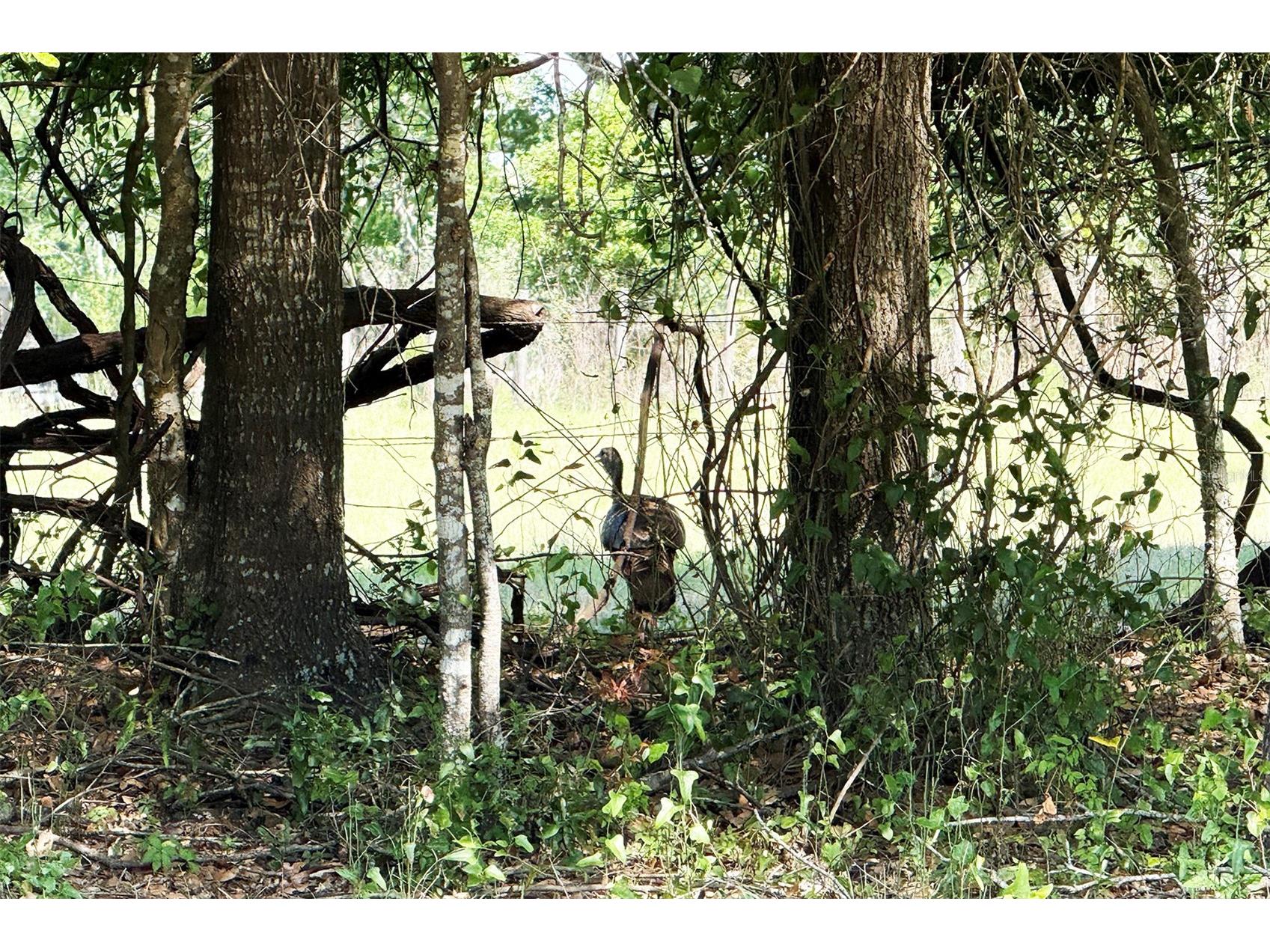 18919 NW 62nd Avenue Alachua FL 32615 GC539982 image9