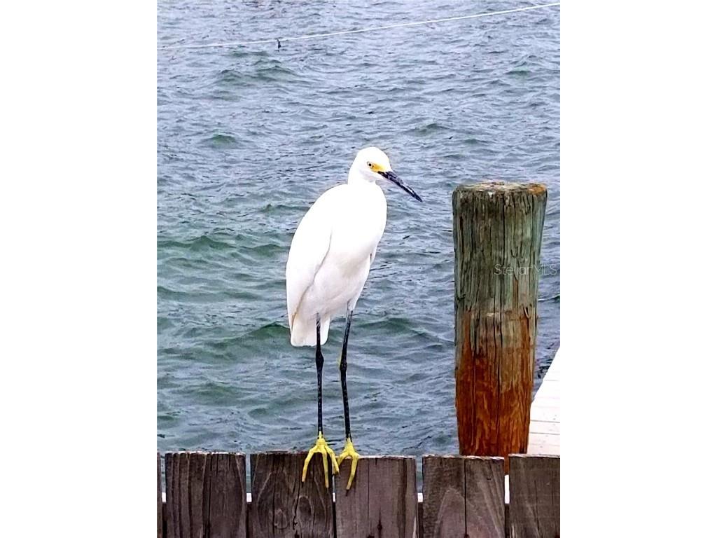 1893 Shore Drive S #209 South Pasadena FL 33707 - BOCA CIEGA BAY TB8410010 image52