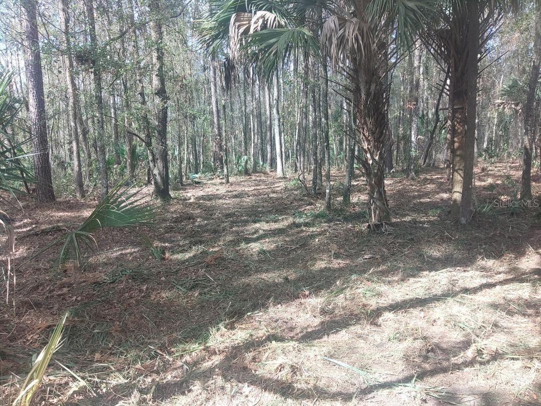 18954 County Rd 329 Micanopy FL 32667 OM720924 image1