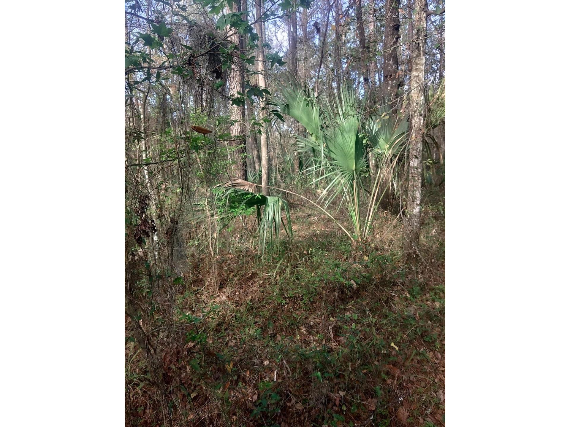 18954 County Rd 329 Micanopy FL 32667 OM720924 image3