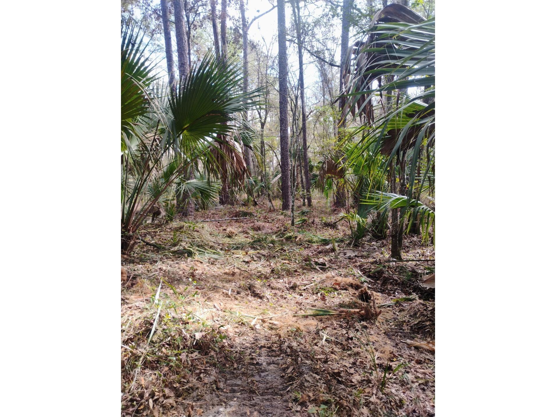 18954 County Rd 329 Micanopy FL 32667 OM720924 image5