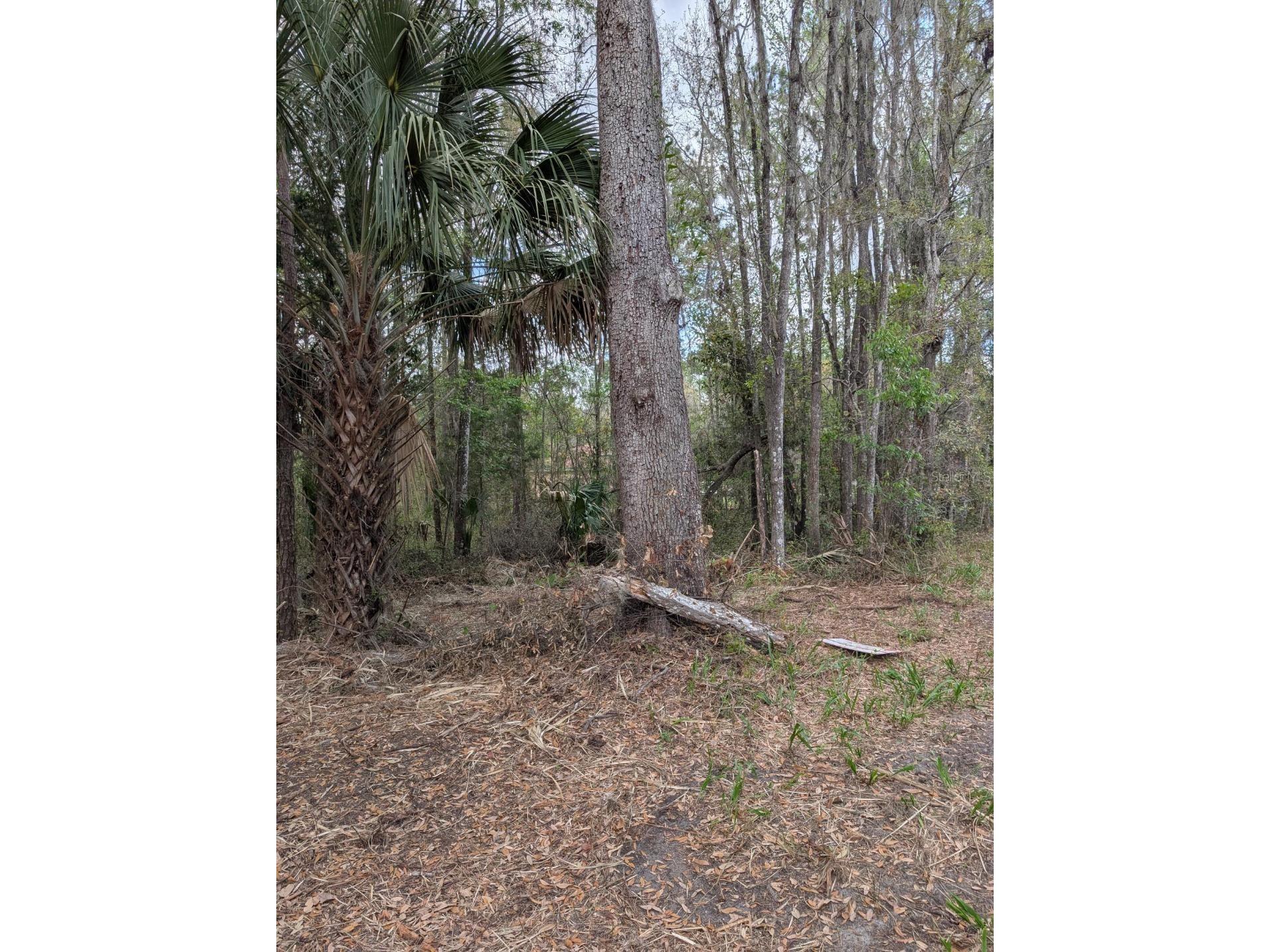 18954 County Rd 329 Micanopy FL 32667 OM720924 image6