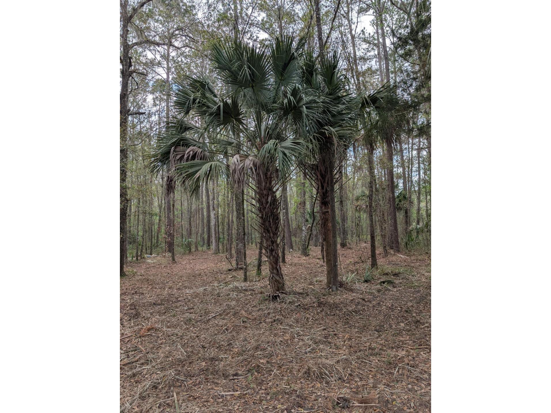 18954 County Rd 329 Micanopy FL 32667 OM720924 image7