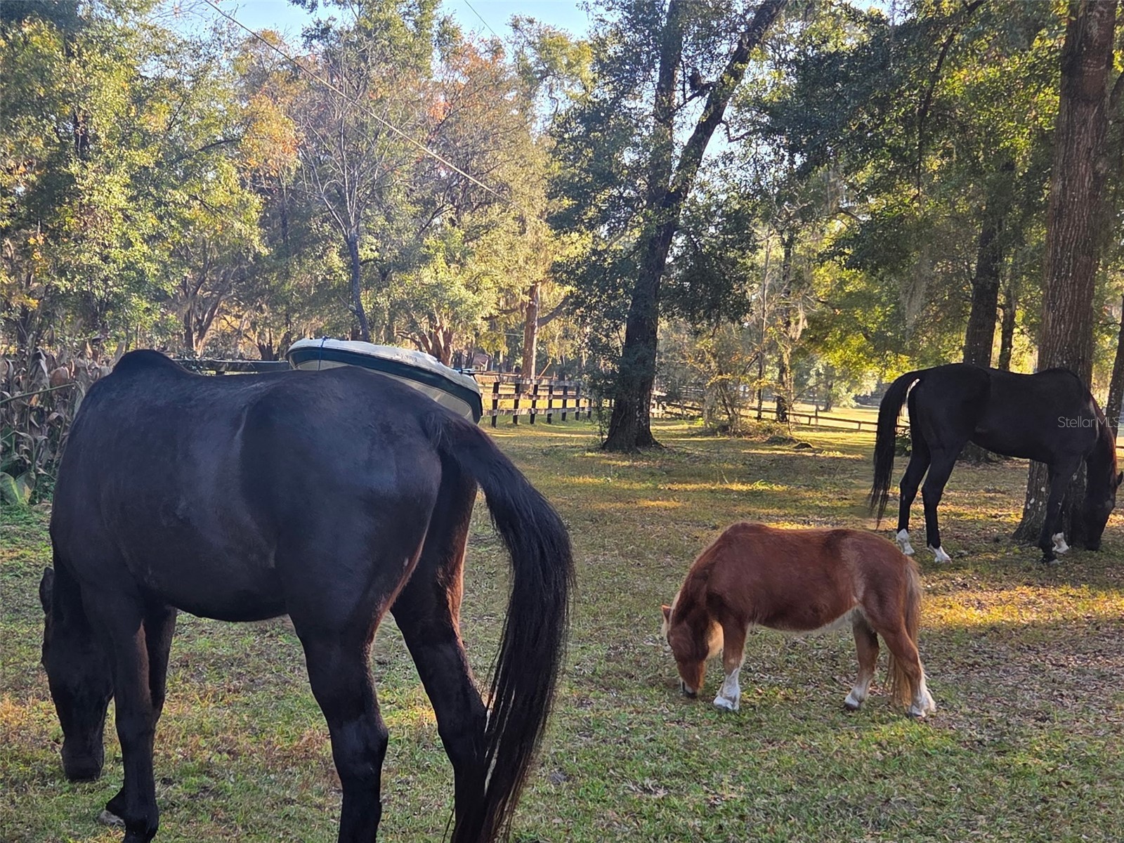 19 Northern Dancer Drive Ocala FL 34482 O6386958 image34
