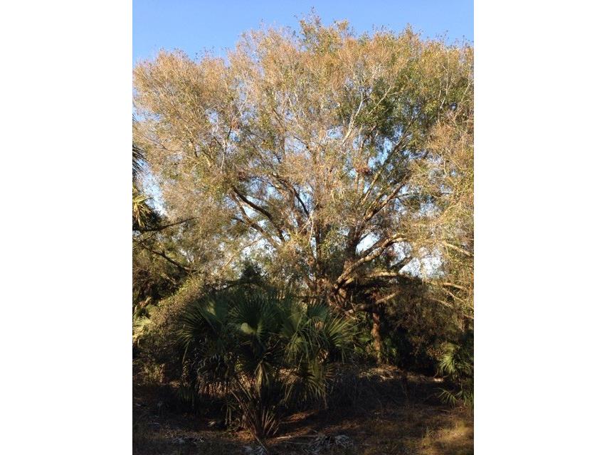 1901 Graham Road Punta Gorda FL 33982 C7509500 image10