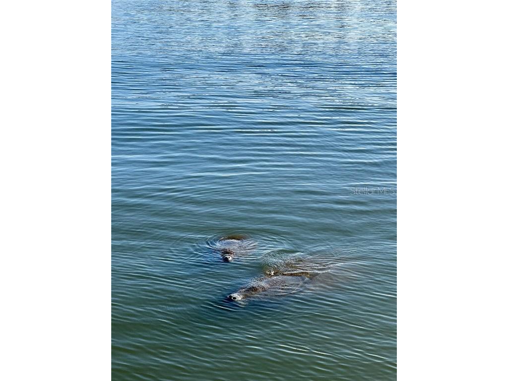 19029 Us Highway 19 N #28B Clearwater FL 33764 - TAMPA BAY TB8458167 image11