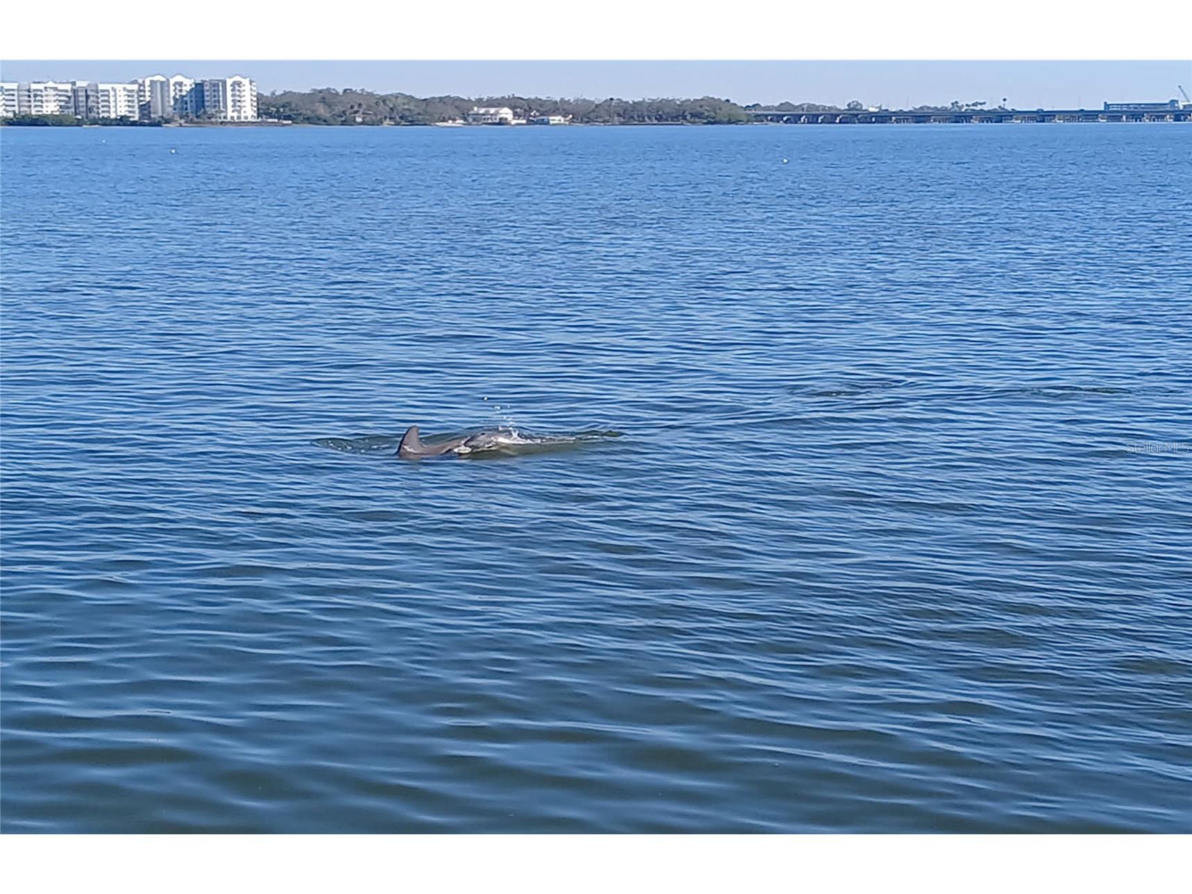 19029 Us Highway 19 N #29E Clearwater FL 33764 - OLD TAMPA BAY TB8461491 image35