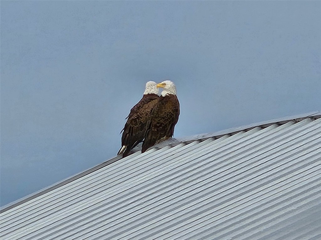 1905 Mississippi Avenue Englewood FL 34224 - INTERCOASTAL WATERWAY D6141628 image98