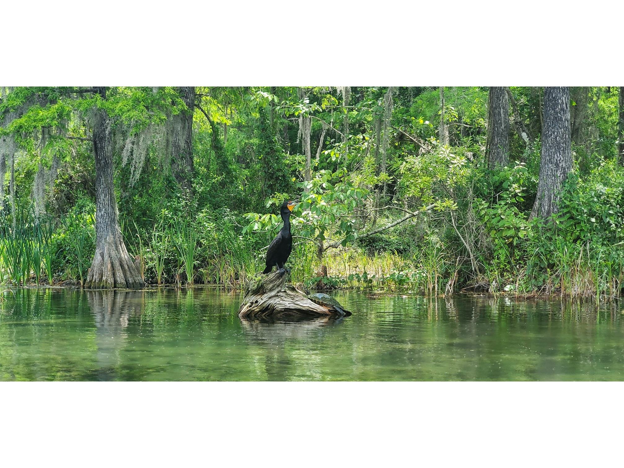 19056 Saint Benedict Drive Dunnellon FL 34432 OM723484 image50