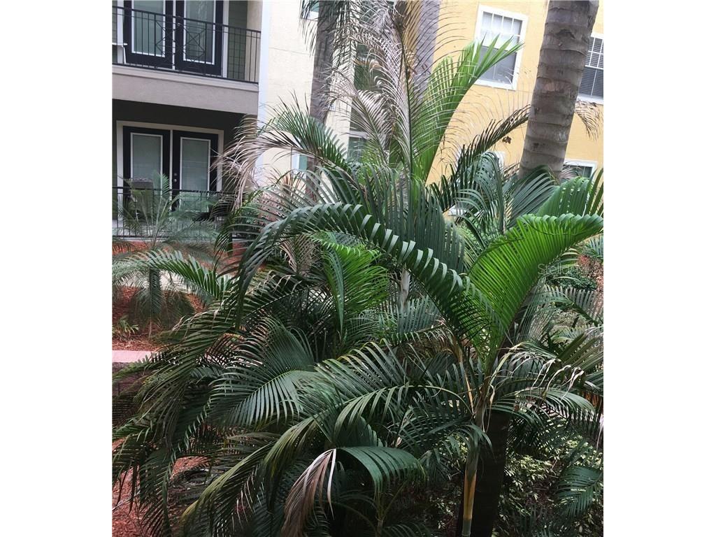 1910 E Palm Avenue #8211 Tampa FL 33605 TB8399865 image32