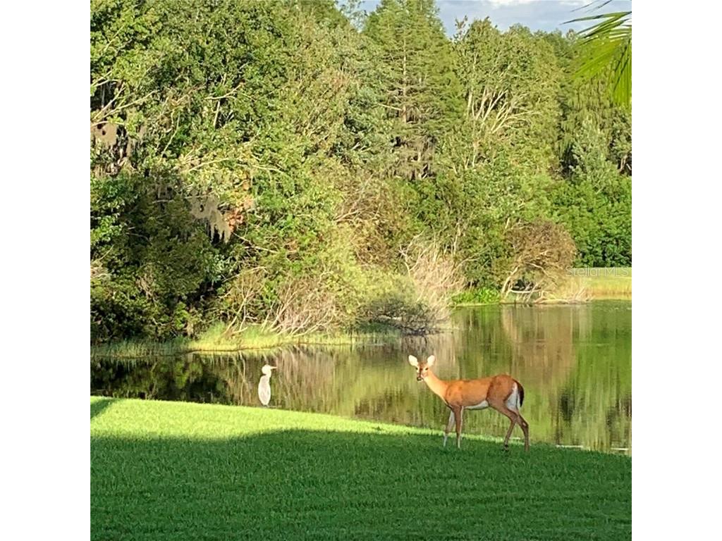 19107 Avenue Bayonnes Lutz FL 33558 TB8382846 image52