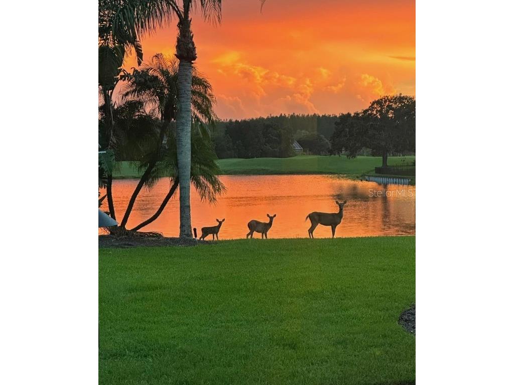 19107 Avenue Bayonnes Lutz FL 33558 TB8382846 image53