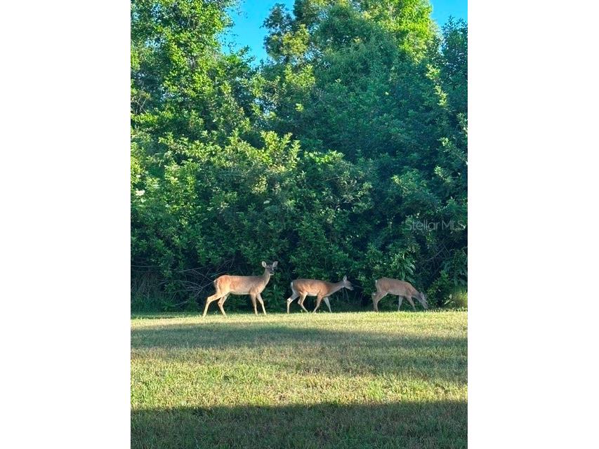 19128 Centre Rose Boulevard Lutz FL 33558 TB8507967 image90