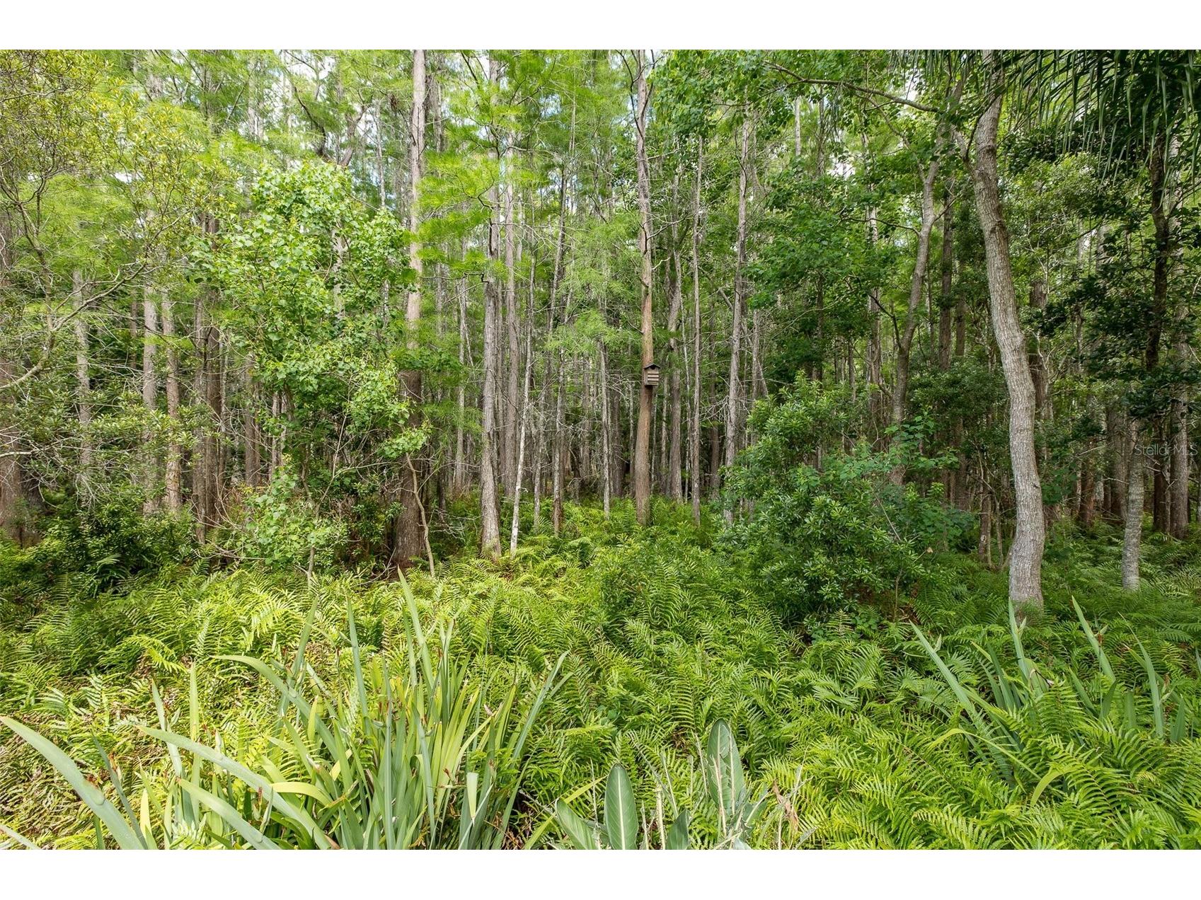 19204 Pristine Place Lutz FL 33558 TB8507690 image49