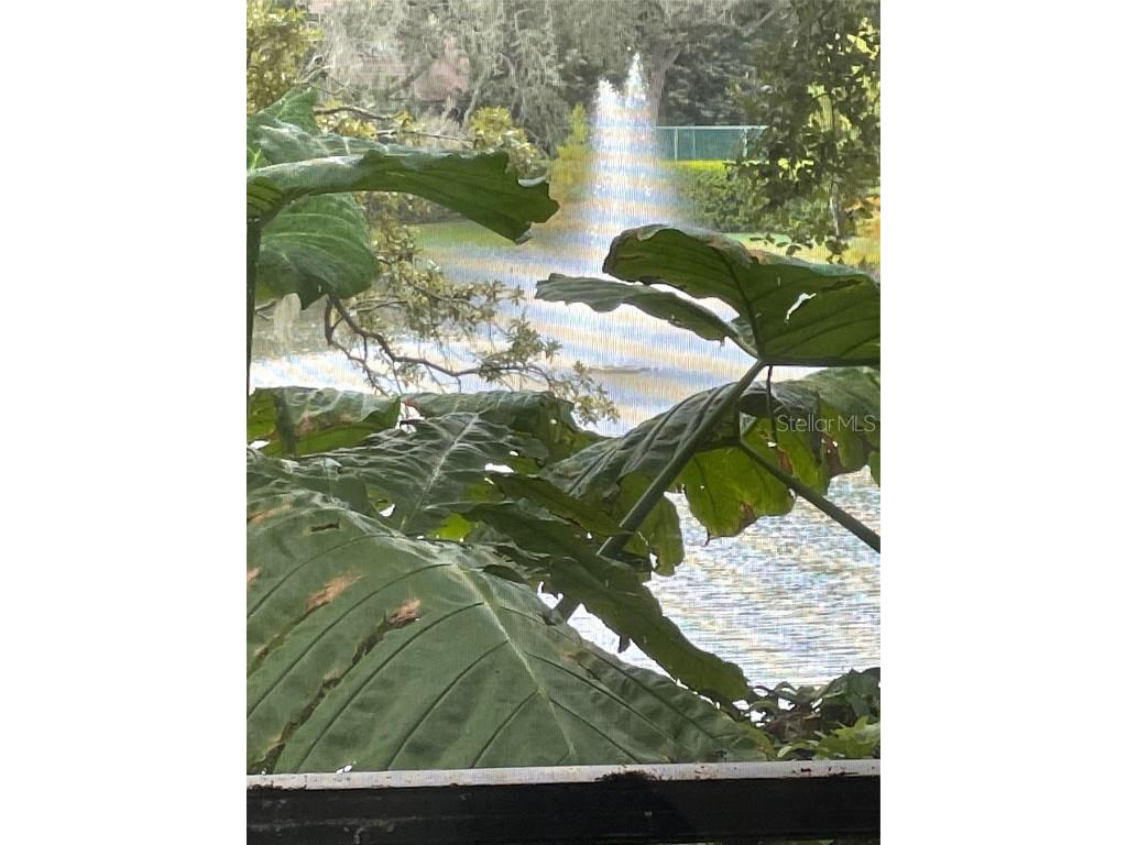 1926 Whispering Way Tarpon Springs FL 34689 TB8447968 image13