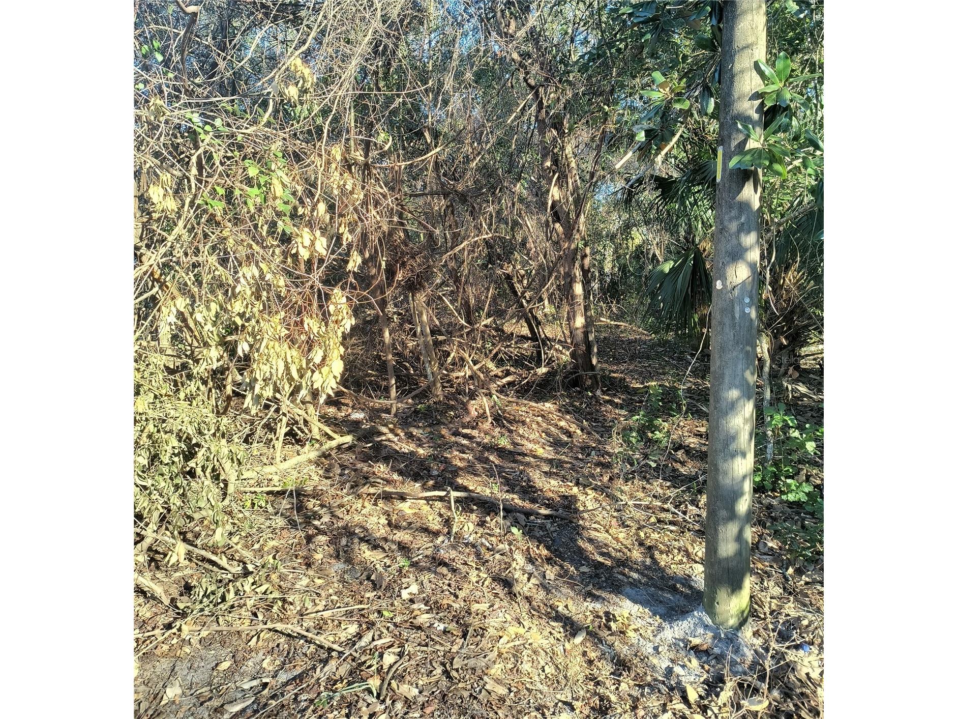 1929 NE 7th Place Gainesville FL 32641 A4682223 image5